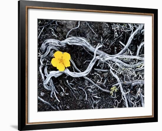 Yellow Poppy, Kamchatka, Russia-Daisy Gilardini-Framed Photographic Print