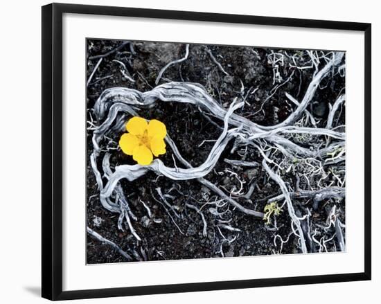 Yellow Poppy, Kamchatka, Russia-Daisy Gilardini-Framed Photographic Print