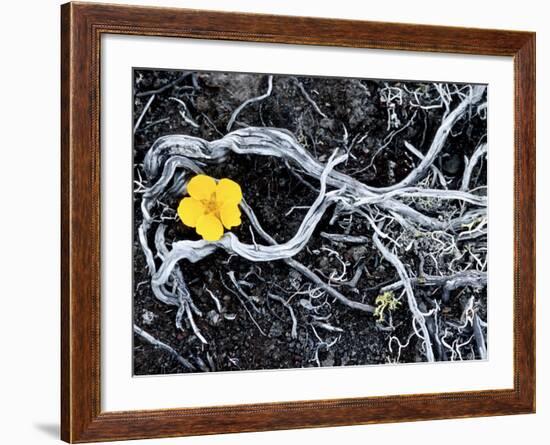 Yellow Poppy, Kamchatka, Russia-Daisy Gilardini-Framed Photographic Print