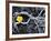 Yellow Poppy, Kamchatka, Russia-Daisy Gilardini-Framed Photographic Print