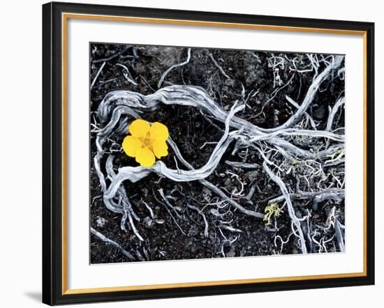 Yellow Poppy, Kamchatka, Russia-Daisy Gilardini-Framed Photographic Print