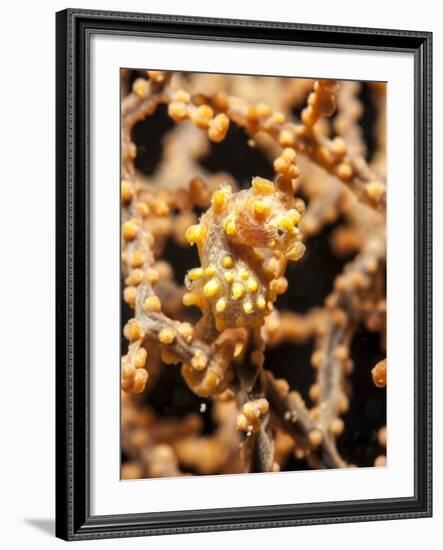 Yellow Pygmy Seahorse (Hippocampus Bargibanti), Sulawesi, Indonesia, Southeast Asia, Asia-Lisa Collins-Framed Photographic Print