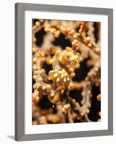 Yellow Pygmy Seahorse (Hippocampus Bargibanti), Sulawesi, Indonesia, Southeast Asia, Asia-Lisa Collins-Framed Photographic Print