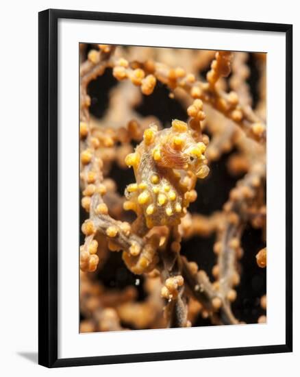 Yellow Pygmy Seahorse (Hippocampus Bargibanti), Sulawesi, Indonesia, Southeast Asia, Asia-Lisa Collins-Framed Photographic Print