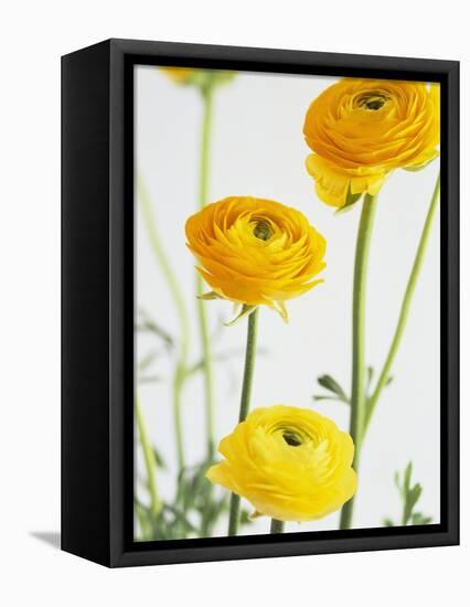 Yellow Ranunculus-Michelle Garrett-Framed Premier Image Canvas