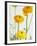 Yellow Ranunculus-Michelle Garrett-Framed Photographic Print