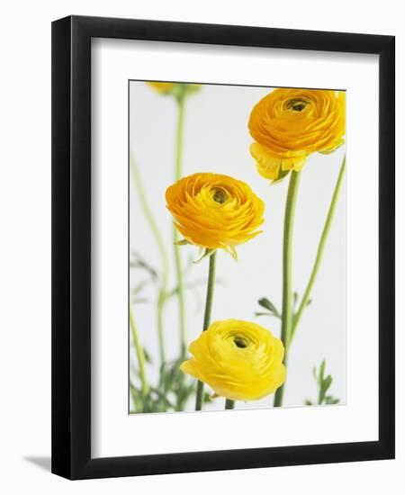 Yellow Ranunculus-Michelle Garrett-Framed Photographic Print