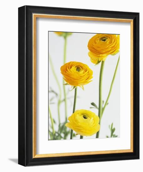 Yellow Ranunculus-Michelle Garrett-Framed Photographic Print