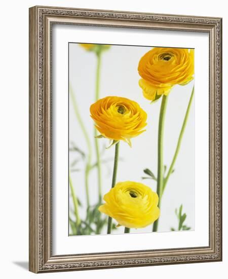 Yellow Ranunculus-Michelle Garrett-Framed Photographic Print