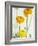 Yellow Ranunculus-Michelle Garrett-Framed Photographic Print