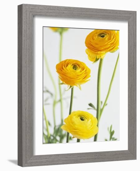 Yellow Ranunculus-Michelle Garrett-Framed Photographic Print