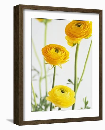 Yellow Ranunculus-Michelle Garrett-Framed Photographic Print