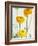 Yellow Ranunculus-Michelle Garrett-Framed Photographic Print