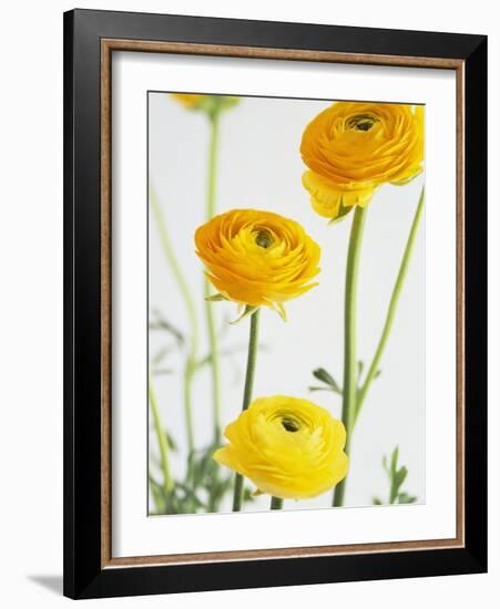 Yellow Ranunculus-Michelle Garrett-Framed Photographic Print