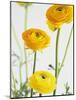 Yellow Ranunculus-Michelle Garrett-Mounted Photographic Print