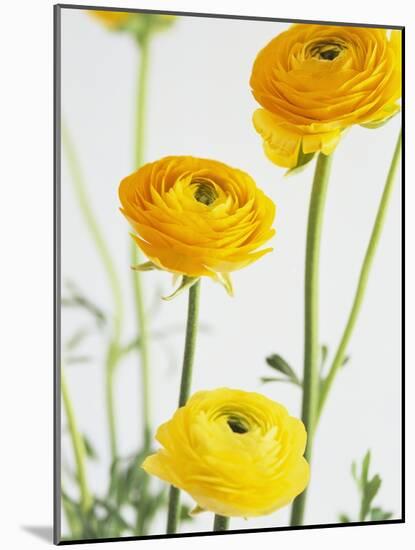 Yellow Ranunculus-Michelle Garrett-Mounted Photographic Print