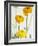 Yellow Ranunculus-Michelle Garrett-Framed Photographic Print