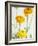 Yellow Ranunculus-Michelle Garrett-Framed Photographic Print