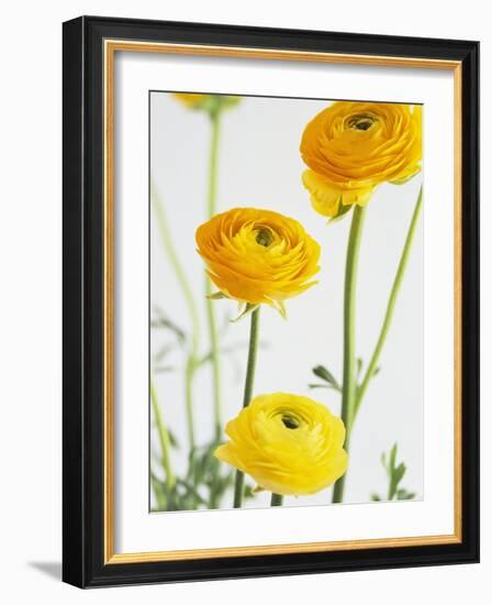 Yellow Ranunculus-Michelle Garrett-Framed Photographic Print