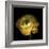 Yellow Ranunculus-Magda Indigo-Framed Photographic Print