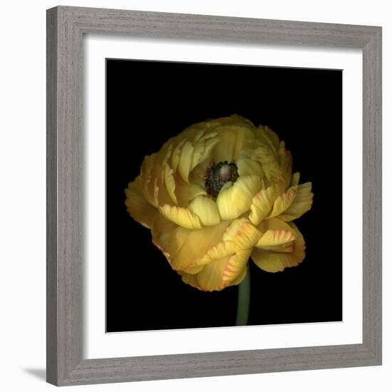 Yellow Ranunculus-Magda Indigo-Framed Photographic Print