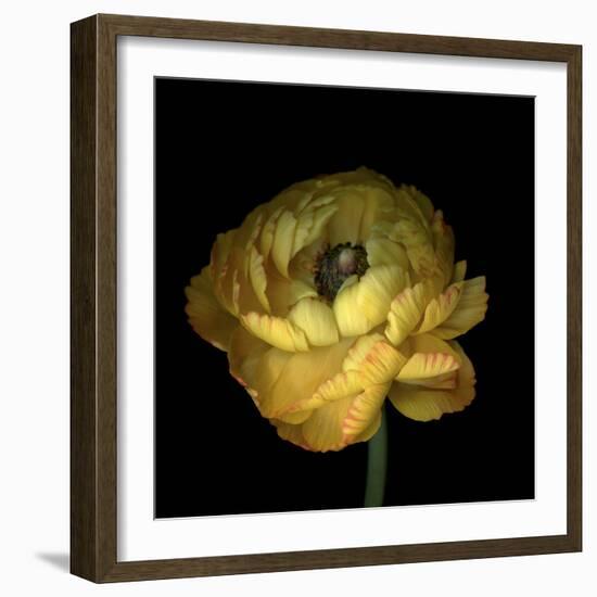 Yellow Ranunculus-Magda Indigo-Framed Photographic Print