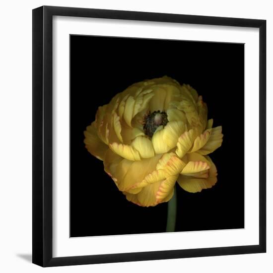 Yellow Ranunculus-Magda Indigo-Framed Photographic Print