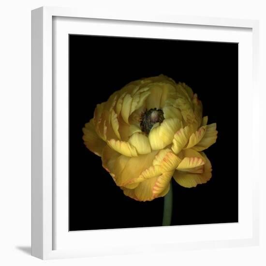 Yellow Ranunculus-Magda Indigo-Framed Photographic Print