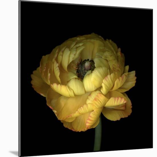 Yellow Ranunculus-Magda Indigo-Mounted Photographic Print