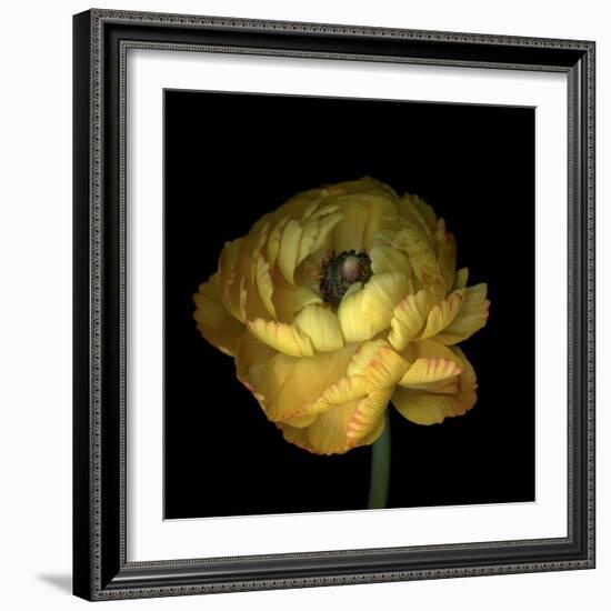 Yellow Ranunculus-Magda Indigo-Framed Photographic Print