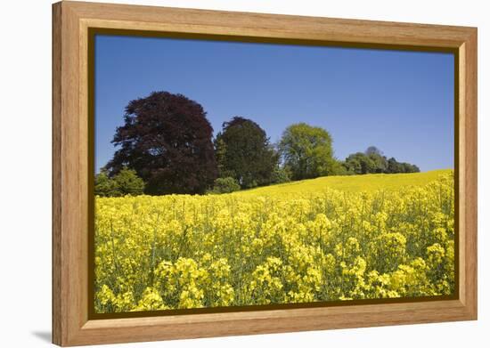 Yellow Rape Fields, Canola Fields, Wiltshire, England Against a Blue Sky-David Clapp-Framed Premier Image Canvas