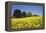 Yellow Rape Fields, Canola Fields, Wiltshire, England Against a Blue Sky-David Clapp-Framed Premier Image Canvas