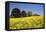 Yellow Rape Fields, Canola Fields, Wiltshire, England Against a Blue Sky-David Clapp-Framed Premier Image Canvas