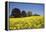 Yellow Rape Fields, Canola Fields, Wiltshire, England Against a Blue Sky-David Clapp-Framed Premier Image Canvas