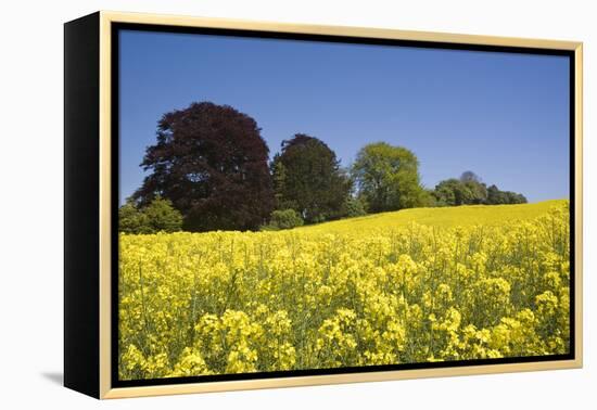 Yellow Rape Fields, Canola Fields, Wiltshire, England Against a Blue Sky-David Clapp-Framed Premier Image Canvas