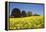 Yellow Rape Fields, Canola Fields, Wiltshire, England Against a Blue Sky-David Clapp-Framed Premier Image Canvas