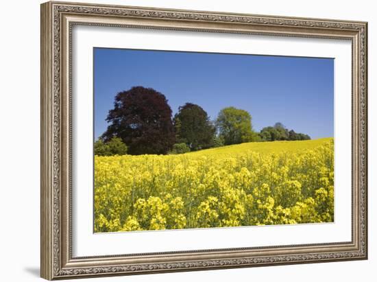 Yellow Rape Fields, Canola Fields, Wiltshire, England Against a Blue Sky-David Clapp-Framed Photographic Print