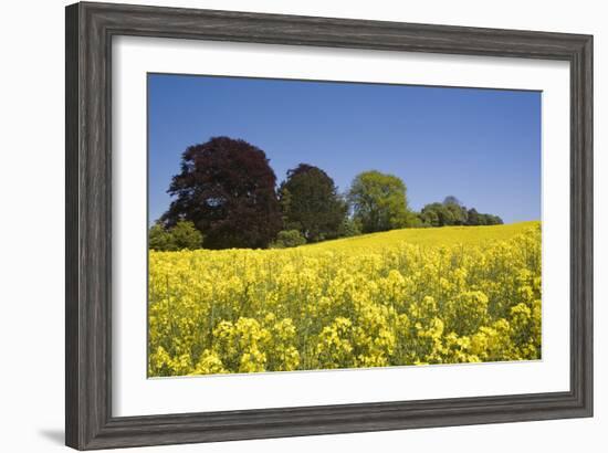 Yellow Rape Fields, Canola Fields, Wiltshire, England Against a Blue Sky-David Clapp-Framed Photographic Print