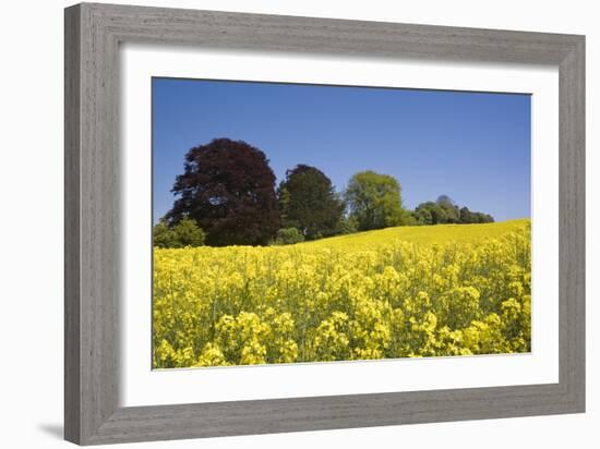 Yellow Rape Fields, Canola Fields, Wiltshire, England Against a Blue Sky-David Clapp-Framed Photographic Print