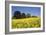 Yellow Rape Fields, Canola Fields, Wiltshire, England Against a Blue Sky-David Clapp-Framed Photographic Print