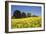 Yellow Rape Fields, Canola Fields, Wiltshire, England Against a Blue Sky-David Clapp-Framed Photographic Print