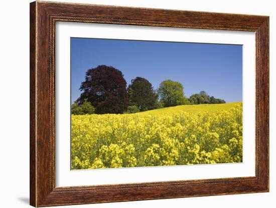 Yellow Rape Fields, Canola Fields, Wiltshire, England Against a Blue Sky-David Clapp-Framed Photographic Print