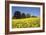 Yellow Rape Fields, Canola Fields, Wiltshire, England Against a Blue Sky-David Clapp-Framed Photographic Print