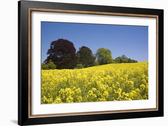 Yellow Rape Fields, Canola Fields, Wiltshire, England Against a Blue Sky-David Clapp-Framed Photographic Print