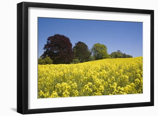 Yellow Rape Fields, Canola Fields, Wiltshire, England Against a Blue Sky-David Clapp-Framed Photographic Print