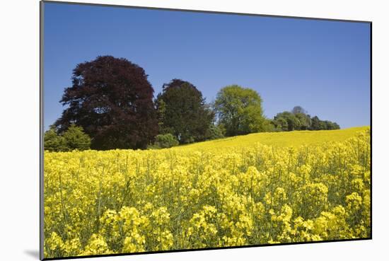 Yellow Rape Fields, Canola Fields, Wiltshire, England Against a Blue Sky-David Clapp-Mounted Photographic Print