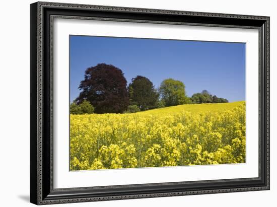 Yellow Rape Fields, Canola Fields, Wiltshire, England Against a Blue Sky-David Clapp-Framed Photographic Print