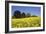 Yellow Rape Fields, Canola Fields, Wiltshire, England Against a Blue Sky-David Clapp-Framed Photographic Print