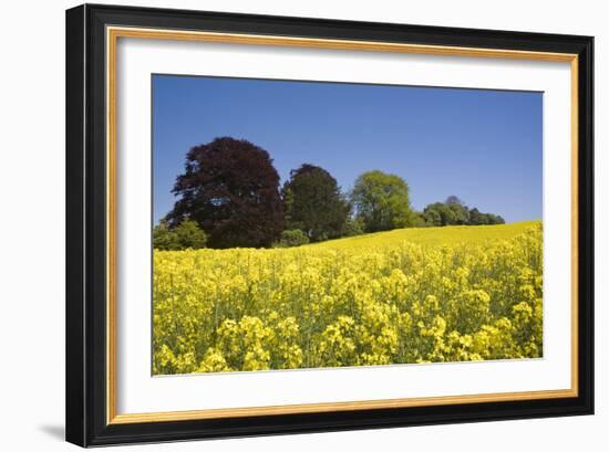 Yellow Rape Fields, Canola Fields, Wiltshire, England Against a Blue Sky-David Clapp-Framed Photographic Print