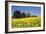 Yellow Rape Fields, Canola Fields, Wiltshire, England Against a Blue Sky-David Clapp-Framed Photographic Print